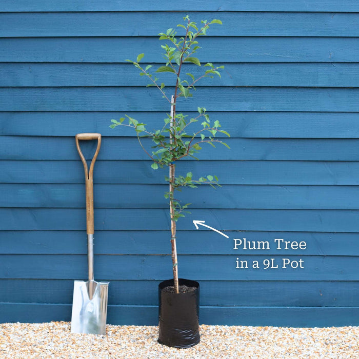 'Oullins Golden Gage' Plum Tree Fruit Trees