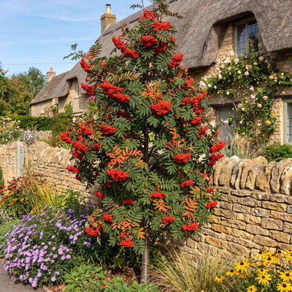 'Cardinal Royal' Rowan Tree | Sorbus Ornamental Trees