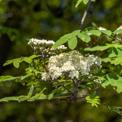 'Cardinal Royal' Rowan Tree | Sorbus Ornamental Trees