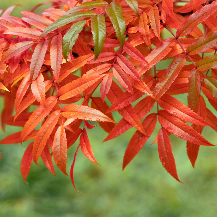 'Cardinal Royal' Rowan Tree | Sorbus Ornamental Trees