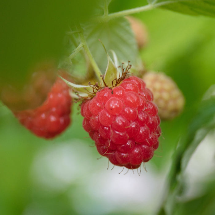 'Cascade Delight' Raspberry Plant Soft Fruit