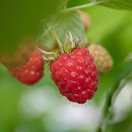 'Cascade Delight' Raspberry Plant Soft Fruit