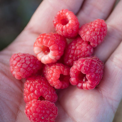 'Cascade Delight' Raspberry Plant Soft Fruit