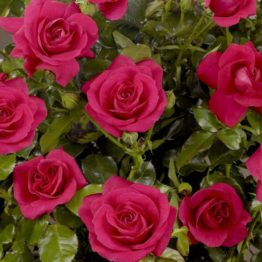 Palace Avila' Patio Shrub Rose Shrubs