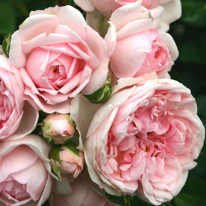 Cinderella' Shrub Rose Shrubs