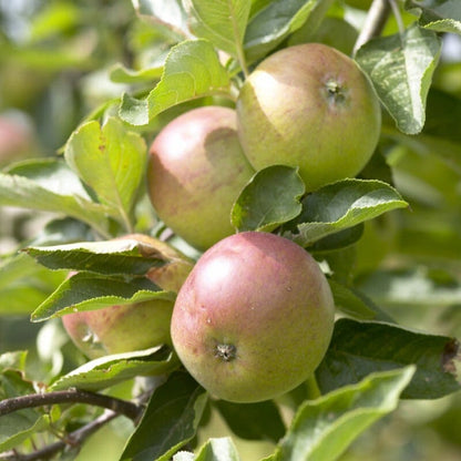'Dabinett' Cider Apple Tree Fruit Trees