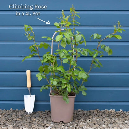 'Love Knot' Climbing Rose Shrubs
