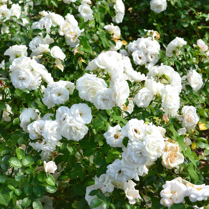'Diamond Dad' Bush Rose Shrubs