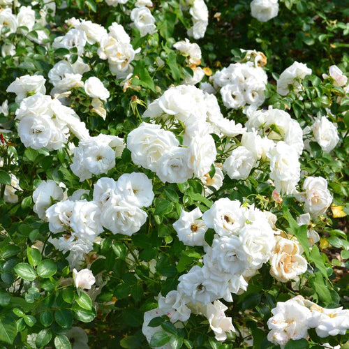 'Diamond Dad' Bush Rose Shrubs