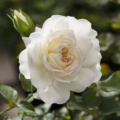 'Diamond Dad' Bush Rose Shrubs