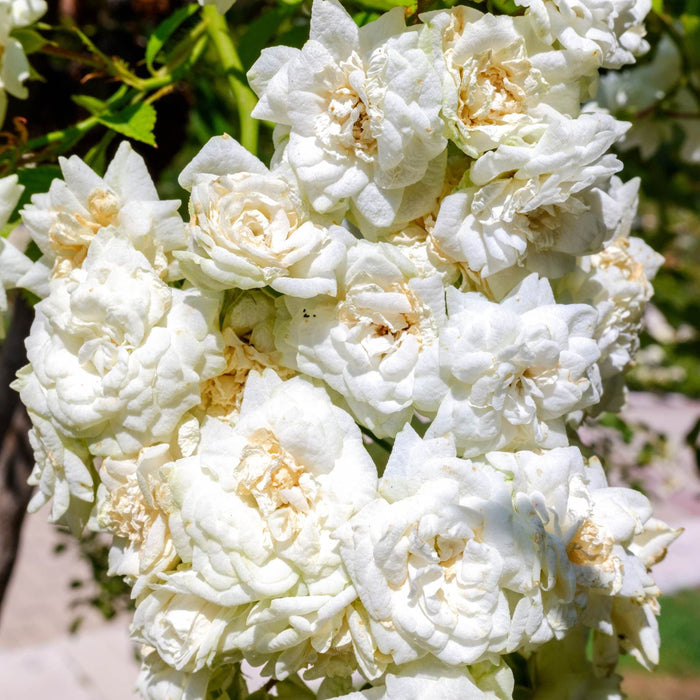 'Diamond Dad' Bush Rose Shrubs