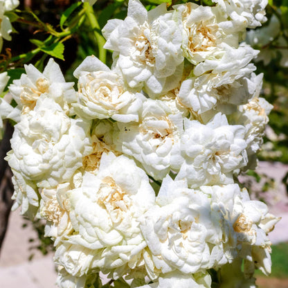 'Diamond Dad' Bush Rose Shrubs