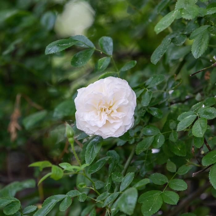 'Diamond Dad' Bush Rose Shrubs