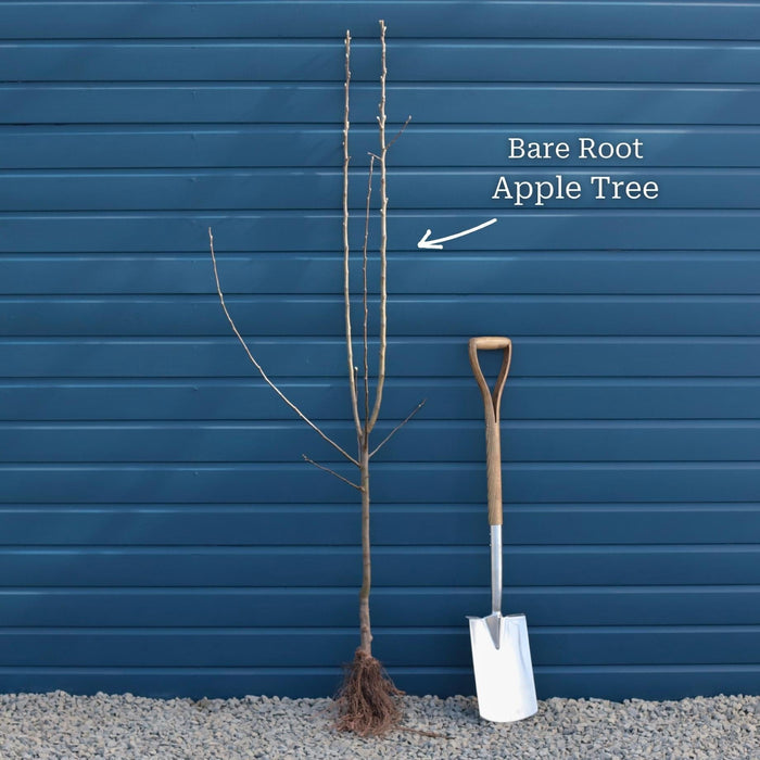 2 Year Old Semi-Dwarfing Bare Root Tree