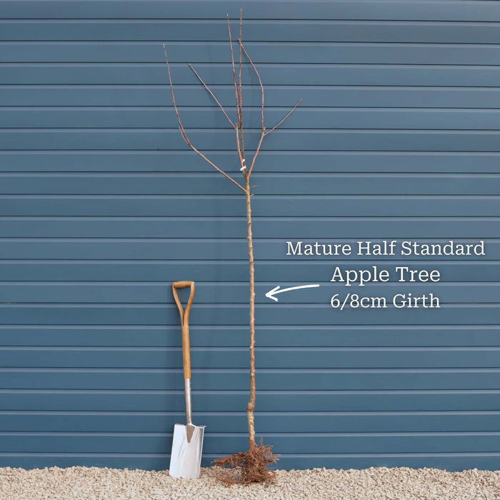 Half-Standard Bare Root Tree - 6/8cm Girth Trunk
