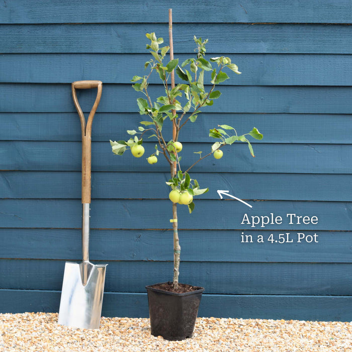Patio Tree in a 4.5L Pot