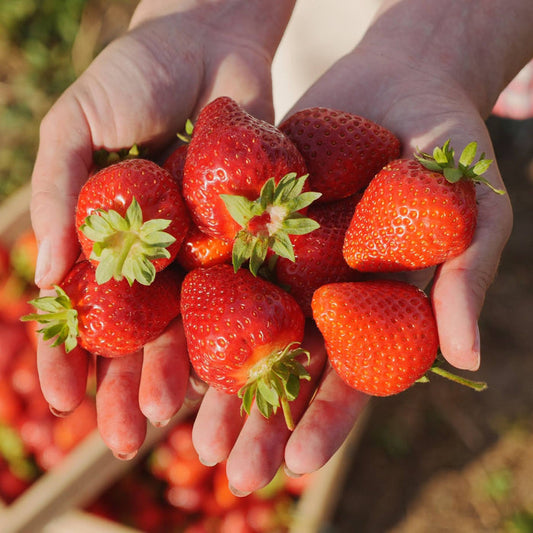 'Elegance' Strawberry Plants Soft Fruit