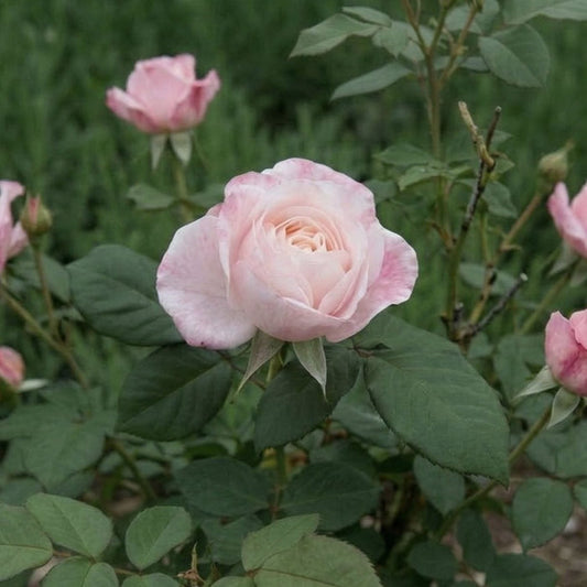 'English Miss' Bush Rose Shrubs