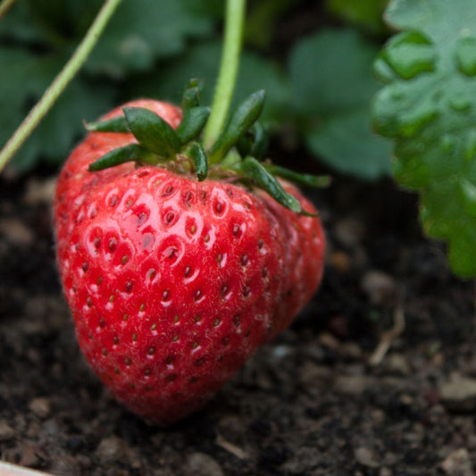 'Fenella' Strawberry Plants Soft Fruit
