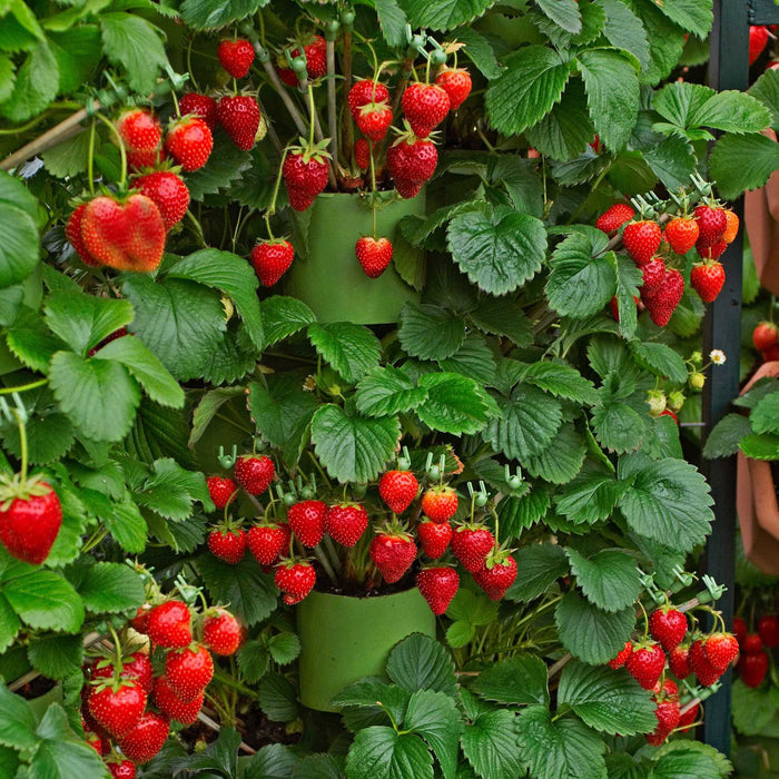 'Fenella' Strawberry Plants Soft Fruit