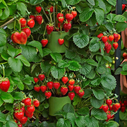 'Fenella' Strawberry Plants Soft Fruit