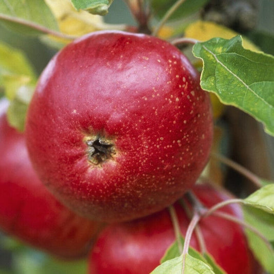 'Fiesta' Apple Tree Fruit Trees