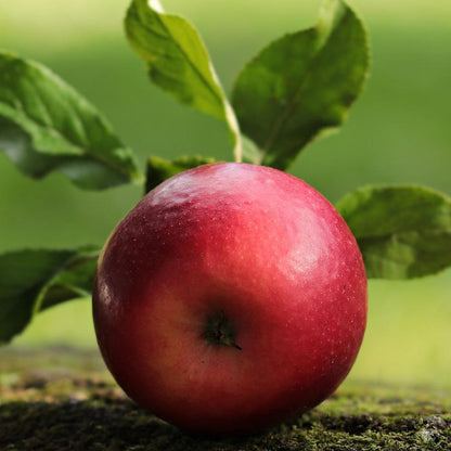 Fiesta Apple Tree Fruit Trees