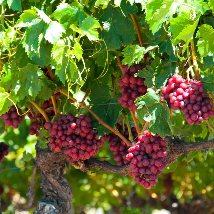 'Flame' Grape Vine Soft Fruit