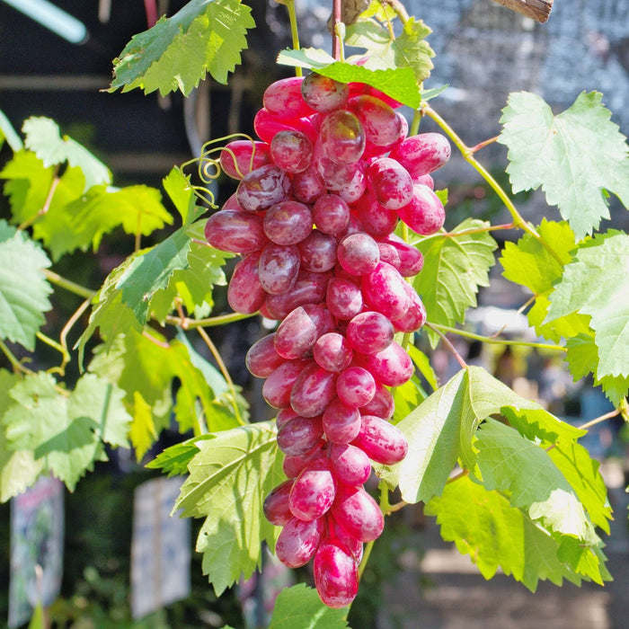 'Flame' Grape Vine Soft Fruit
