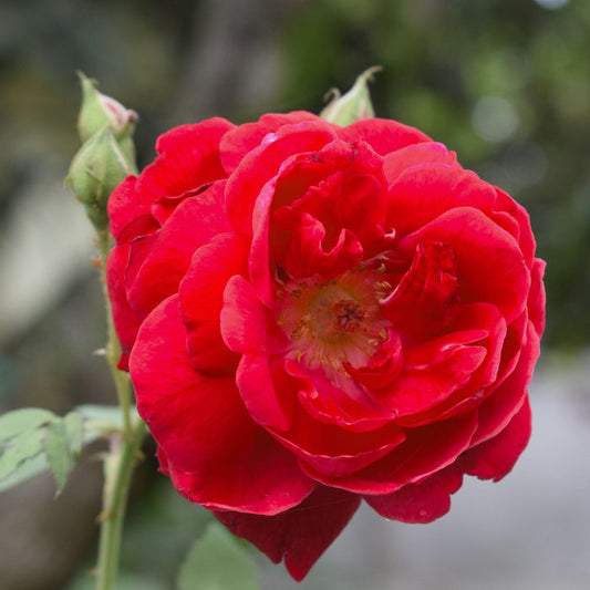 'Flower Carpet Scarlet' Carpet Rose Shrubs
