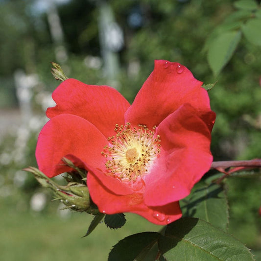 'Flower Carpet Sunset' Carpet Rose Shrubs