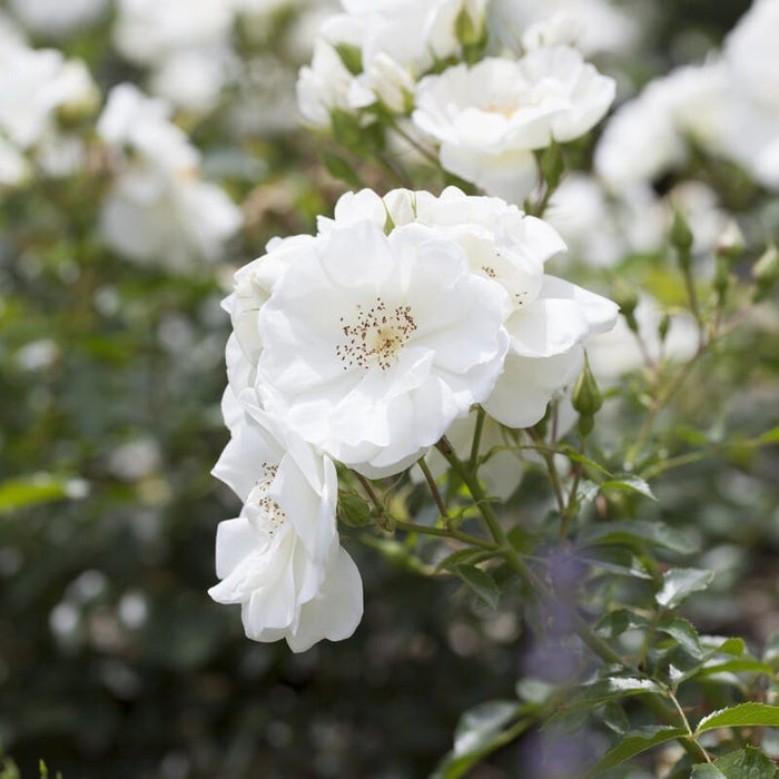 'Flower Carpet White' Carpet Rose Shrubs