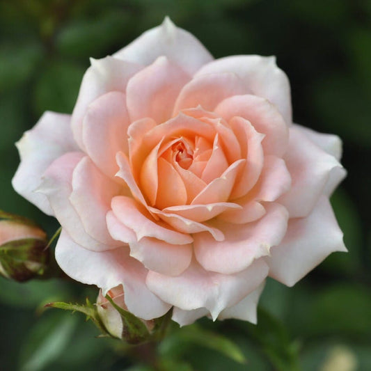 'Flower Power' Patio Shrub Rose Shrubs