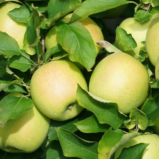 'Galloway Pippin' Apple Tree Fruit Trees