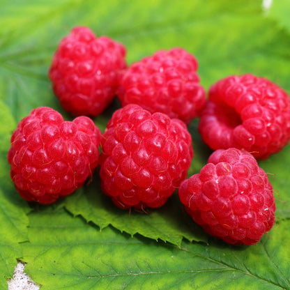 'Glen Ample' Raspberry Plants Soft Fruit