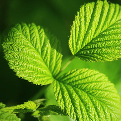 'Glen Ample' Raspberry Plants Soft Fruit