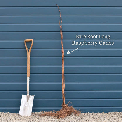 'Glen Ample' Raspberry Plants Soft Fruit