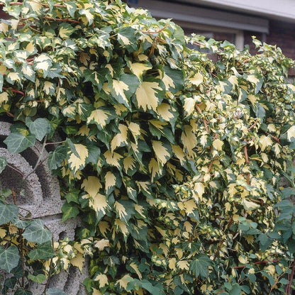 'Goldheart' Ivy | Hedera helix Climbing Plants