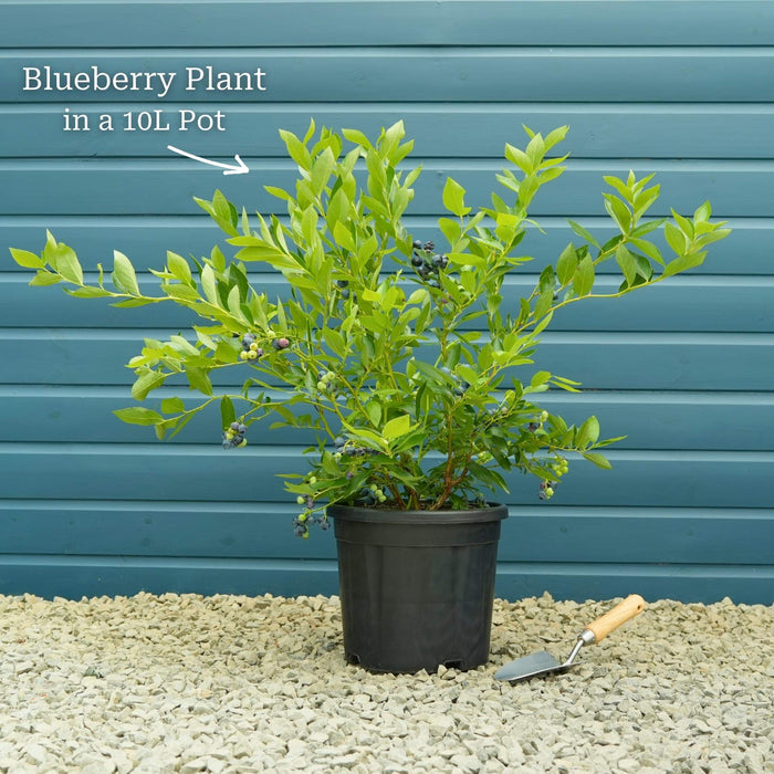 'Goldtraube' Blueberry Bush Soft Fruit