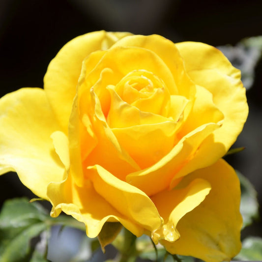 'Grandma's Rose' Bush Rose Shrubs