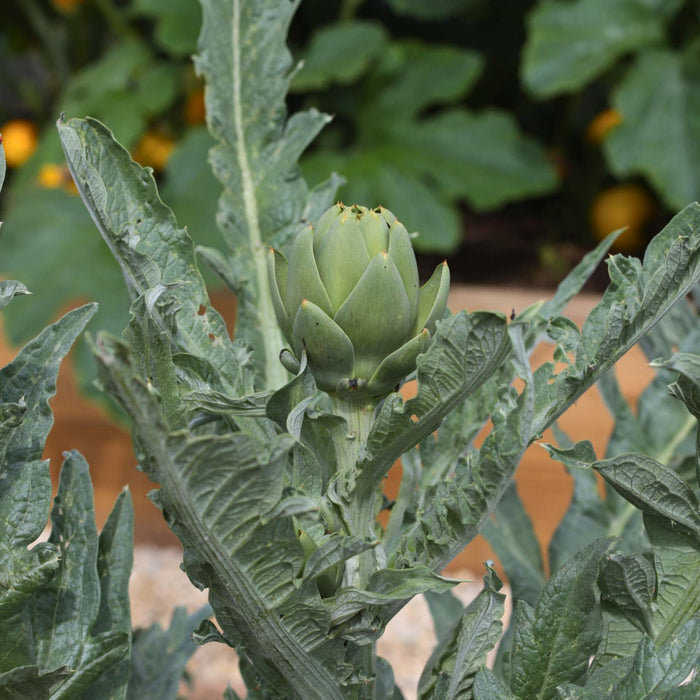 'Green Globe' Artichoke Plants Vegetables