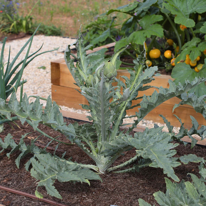 'Green Globe' Artichoke Plants Vegetables