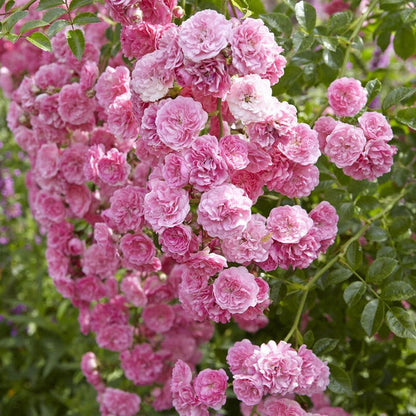 Happy Retirement' Shrub Rose Shrubs