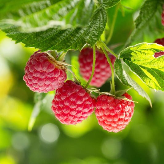 'Heritage' Raspberry Plant Soft Fruit