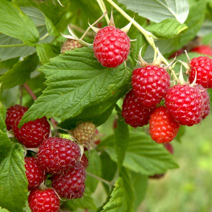 'Heritage' Raspberry Plant Soft Fruit