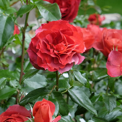 'Hot Chocolate' Bush Rose Shrubs