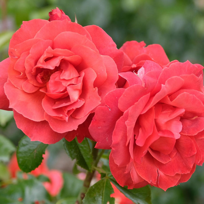 'Hot Chocolate' Bush Rose Shrubs