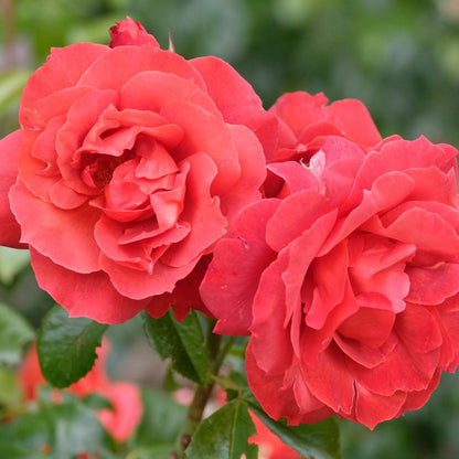 'Hot Chocolate' Bush Rose Shrubs