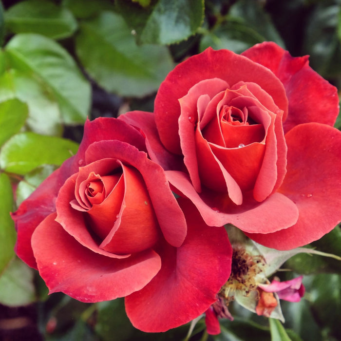 'Hot Chocolate' Bush Rose Shrubs