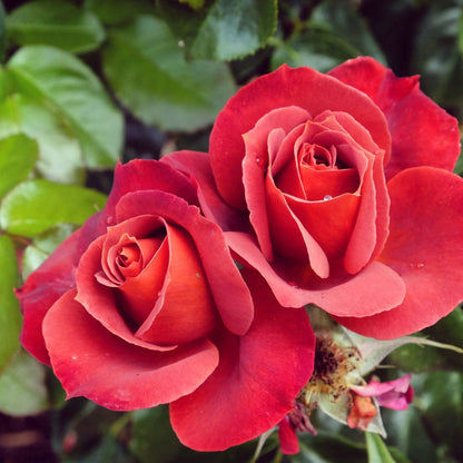 'Hot Chocolate' Bush Rose Shrubs